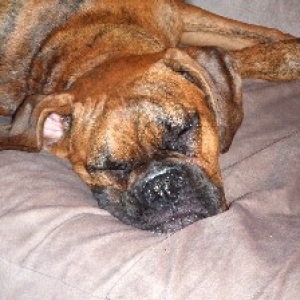 Sleepy Smoosh Face