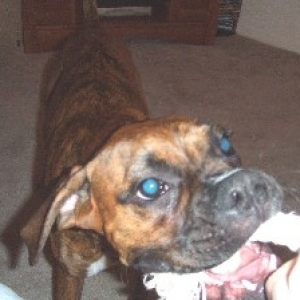 Tug of War!!!