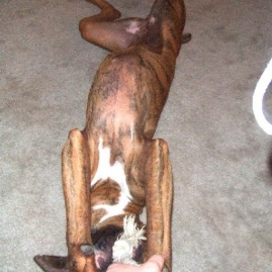 Upside Down Tug of War