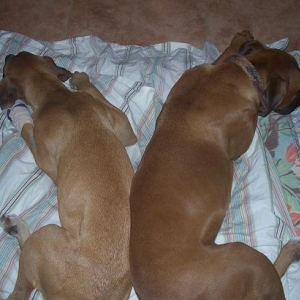 Bailey and Molly
