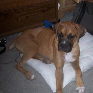 Molly at 6 months