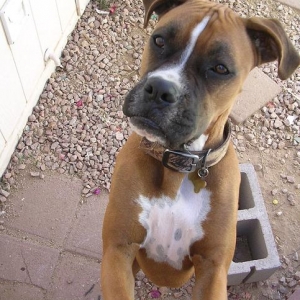Bailey checking things out