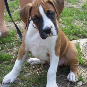 Denver 8 Wks.