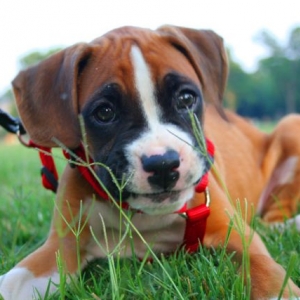 Smiling Puppy