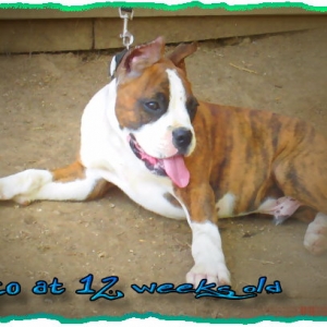 Cisco