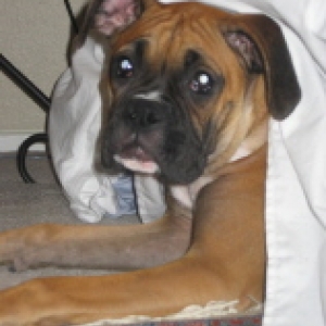 Sleeping under the bed