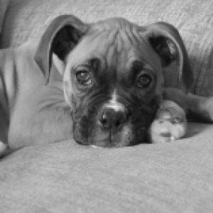 My Sweet Bella