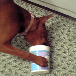 Loves Yogurt!