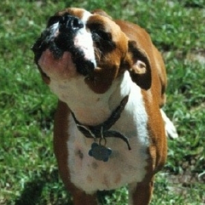 Sara