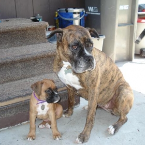 macy,mercedes