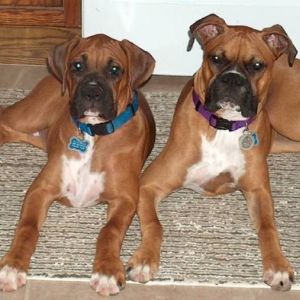 Brutus & Daisy