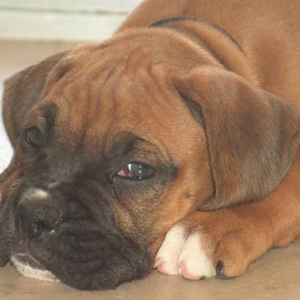 Brutus @ 8wks old