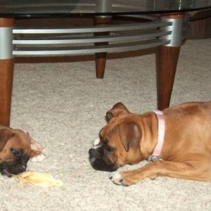 Daisy (6mo) Brutus (8wks)