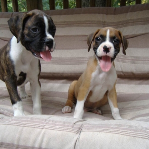 Gracie & Rudie