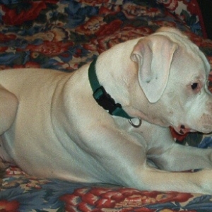 Bone