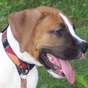 Denver Playing
