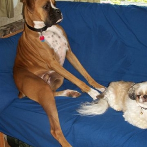 Typical Boxer Relaxing