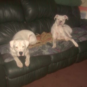Bently and Jasper