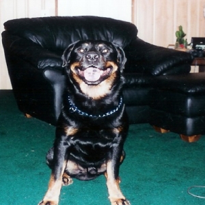 Merlin