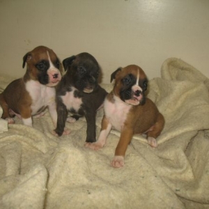 Boys of the Litter - 1