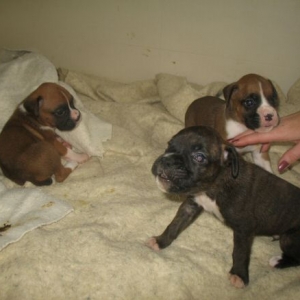 Boys of the Litter - 2