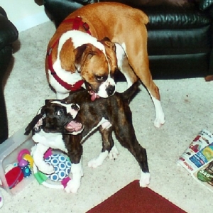 Stay away from my toys!