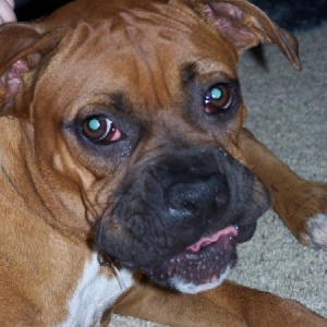 Apollo 8months old