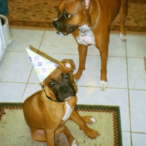 Leila's Party Hat