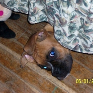 Peek a boo