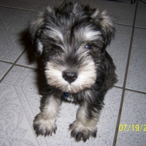 Meet Kobie