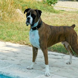 Henri