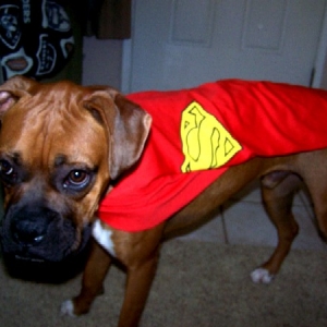 SUPERdog