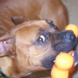 dont even think about touching my new bone