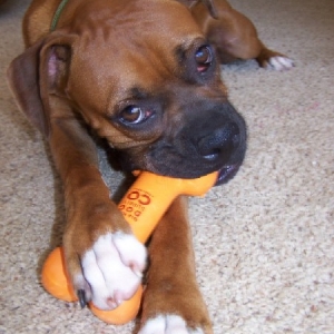 new bone