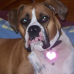 Ali always gets on my side of the bed.