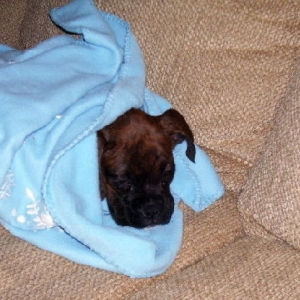 First Night