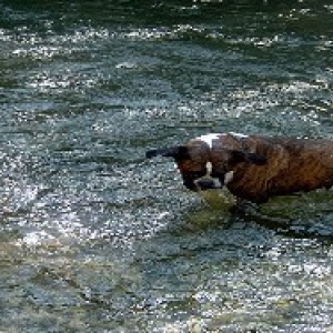 in the river