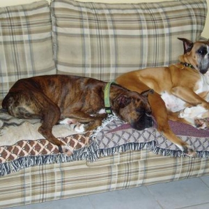 Harley and Foreman on Couch