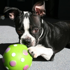 Boston and ball