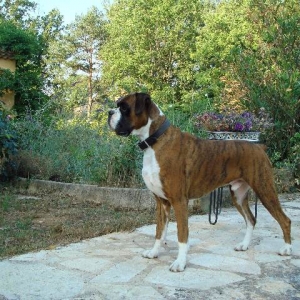 Henri