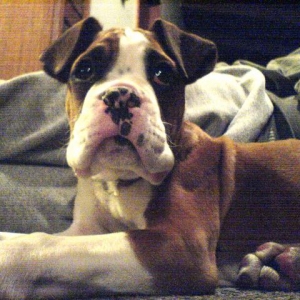 Moses