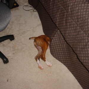 Under the bed