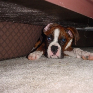 Under the bed 2