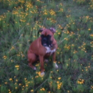 Roxie in flowers