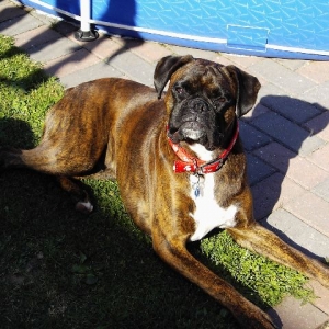 Bruno