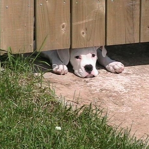 under_fence