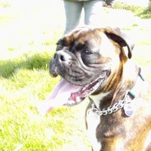 Bruno