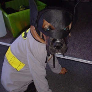 batdog04