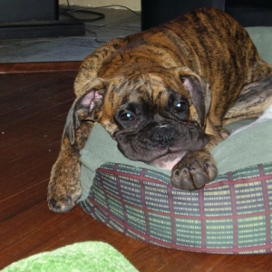 lazydog