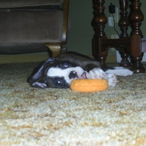 Tucker with toy